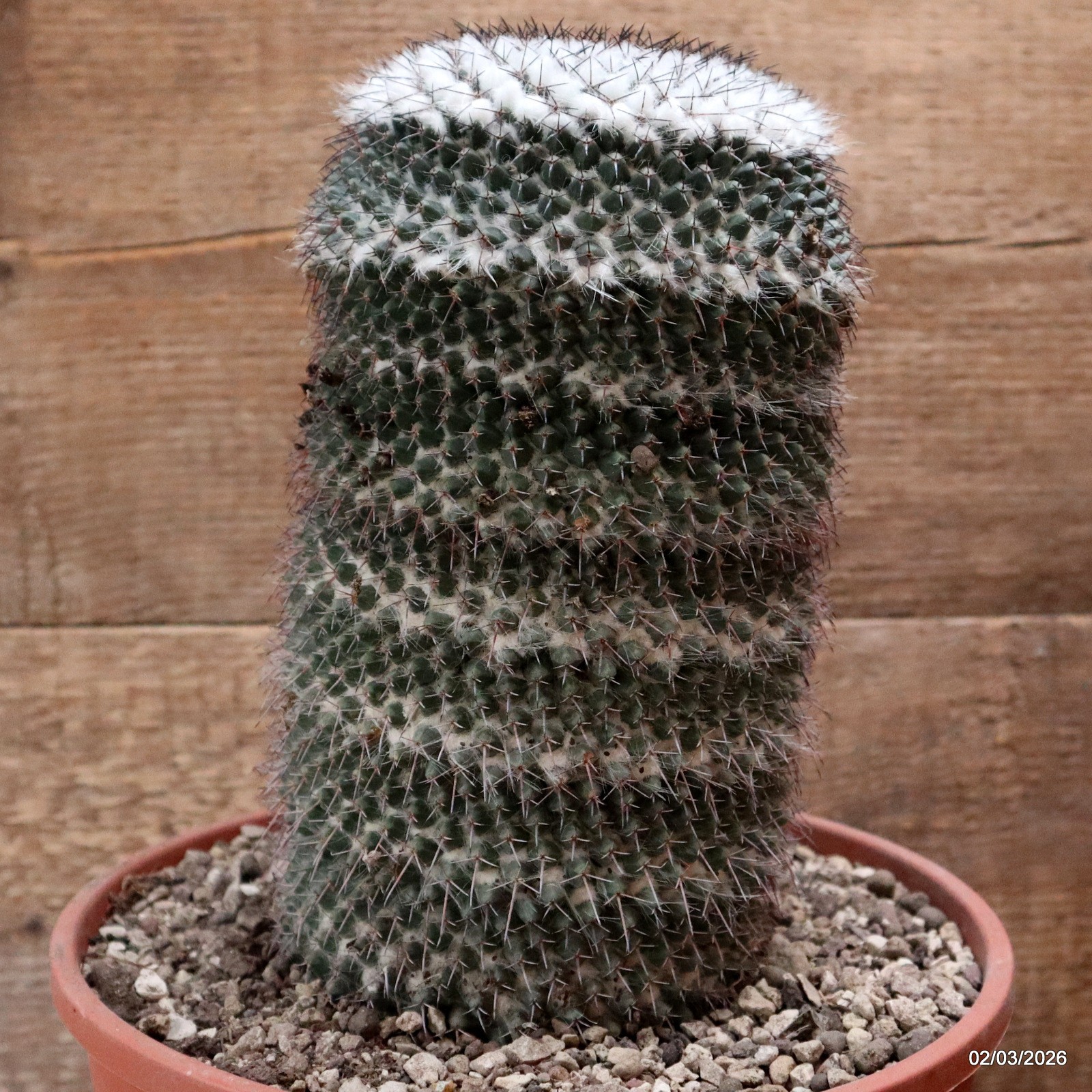 D7914 MAMMILLARIA FORMOSA pot22-H23-W13 cm MaMa Cactus