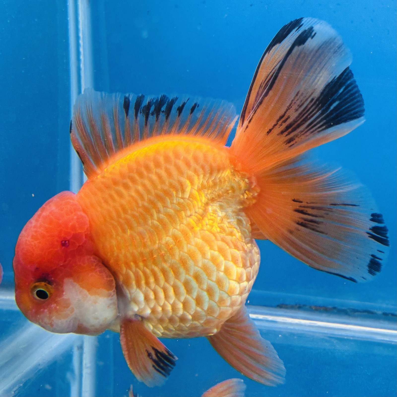 Thai oranda goldfish Tricolor  Tropical fish ( M Pack 1) Size 5 inches