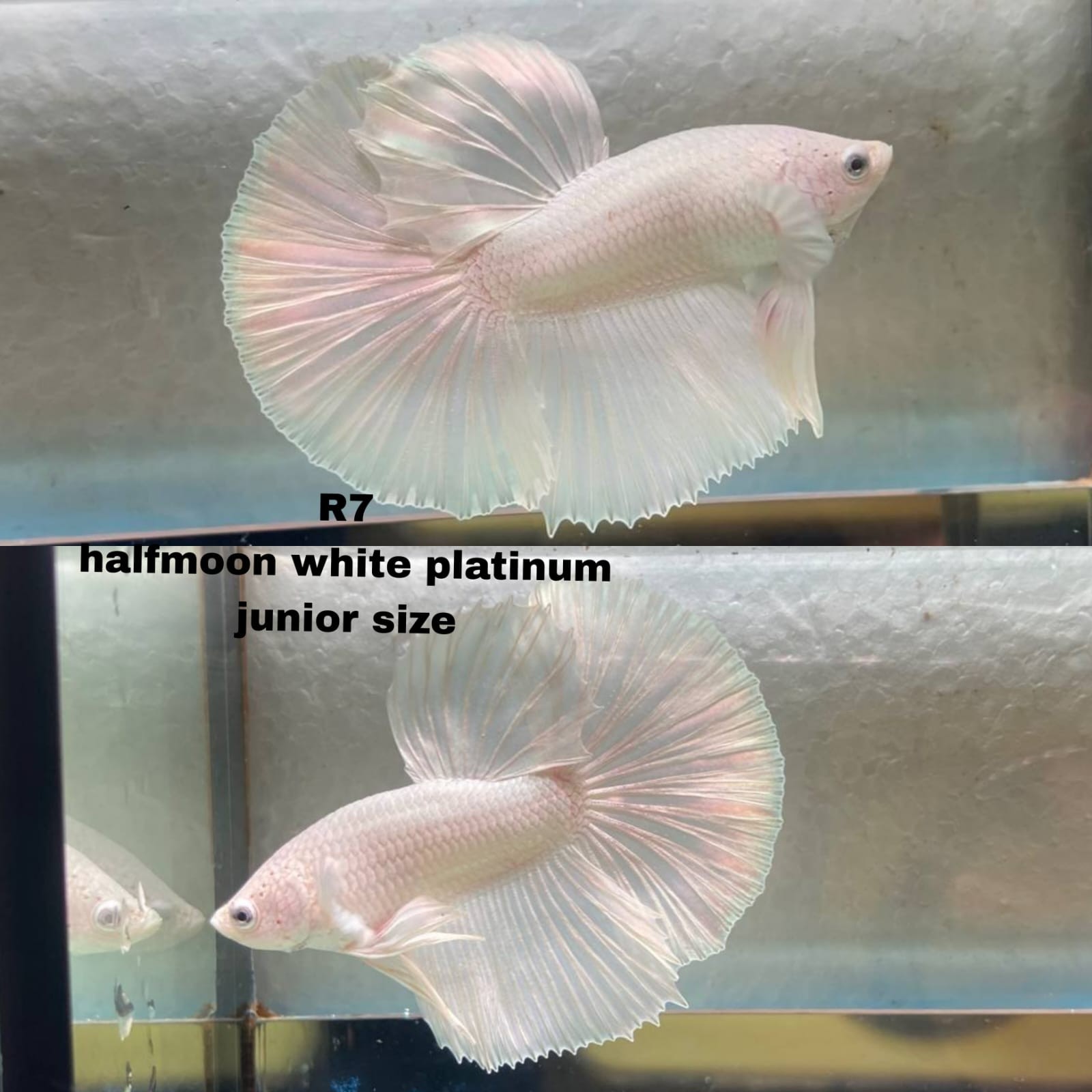 Live Betta Fish HALFMOON Male Grade Premium (D) USA Seller