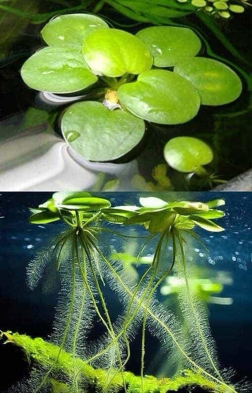 Amazon Frogbit Floating Plant for Aquarium HUGE PORTIONS!