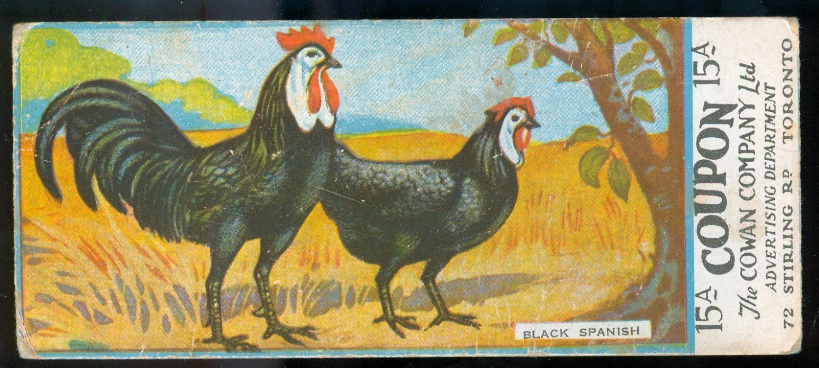 1925 Black Minorcas Chickens Card Cowan's Chocolates V12 Reverse W. Coupon Cowan
