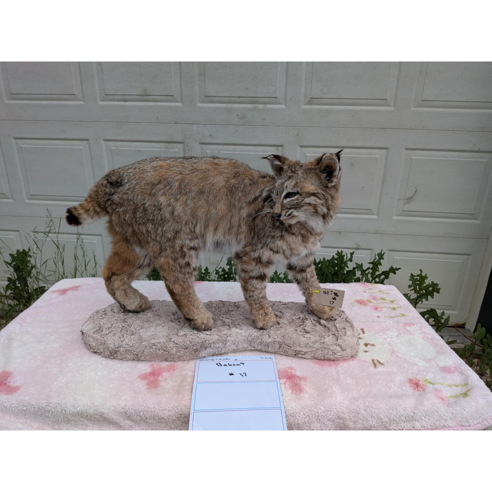 FHPAT21-BOBCAT TAXIDERMY Mount (Lynx rufus)