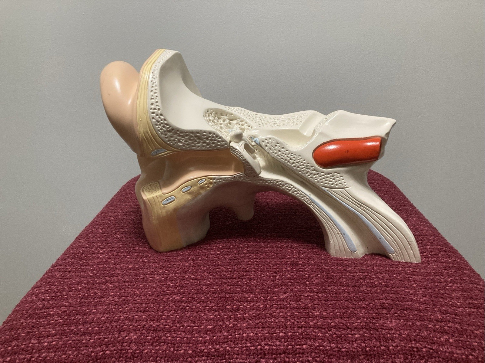 Vintage Denoyer Geppert Large Ear Model Anatomy Display