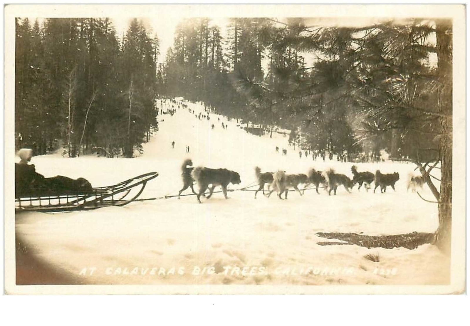 Dogs N°24216 Sled Dogs