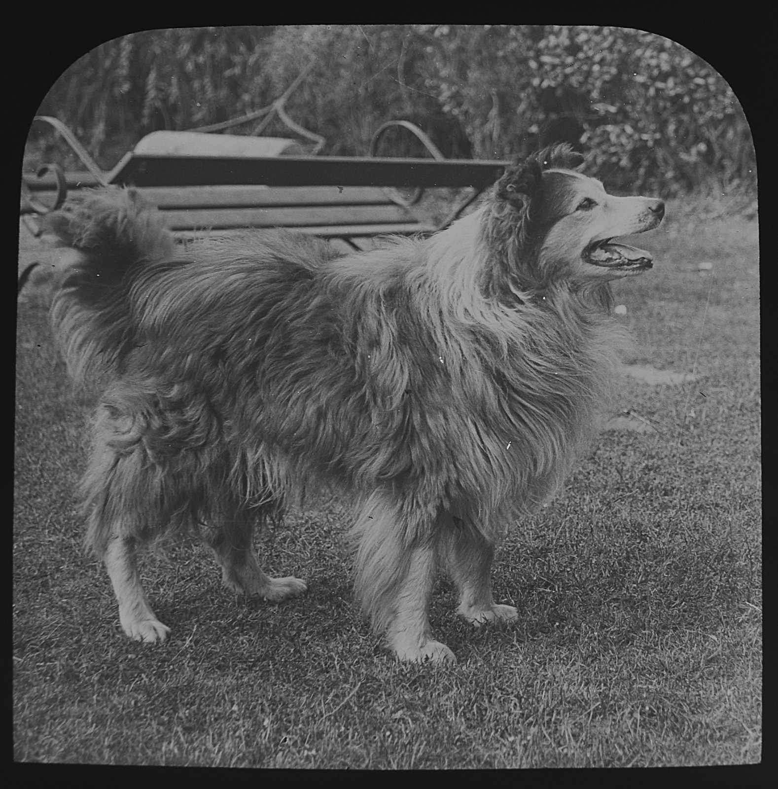 Photo A COLLIE DOG C1910 ANTIQUE EDWARDIAN Magic Lantern Slide