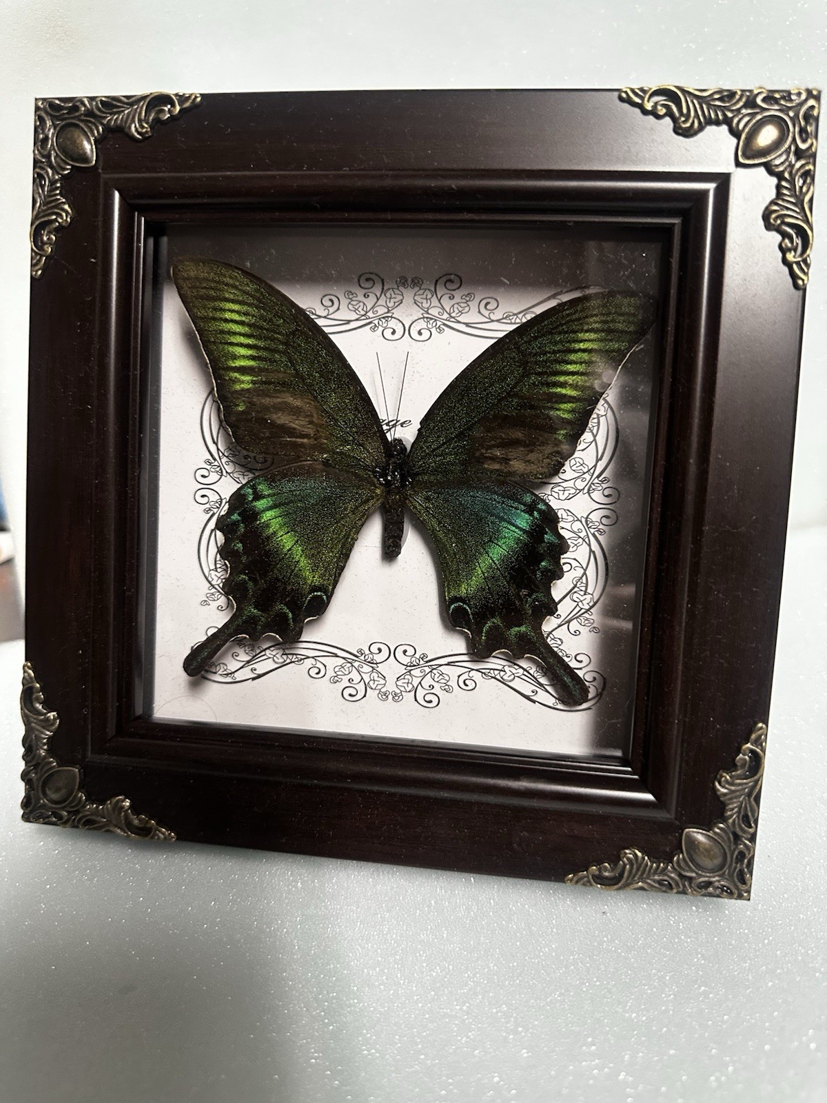 Goth Butterfly Display-bright Beautiful Blue-oddity