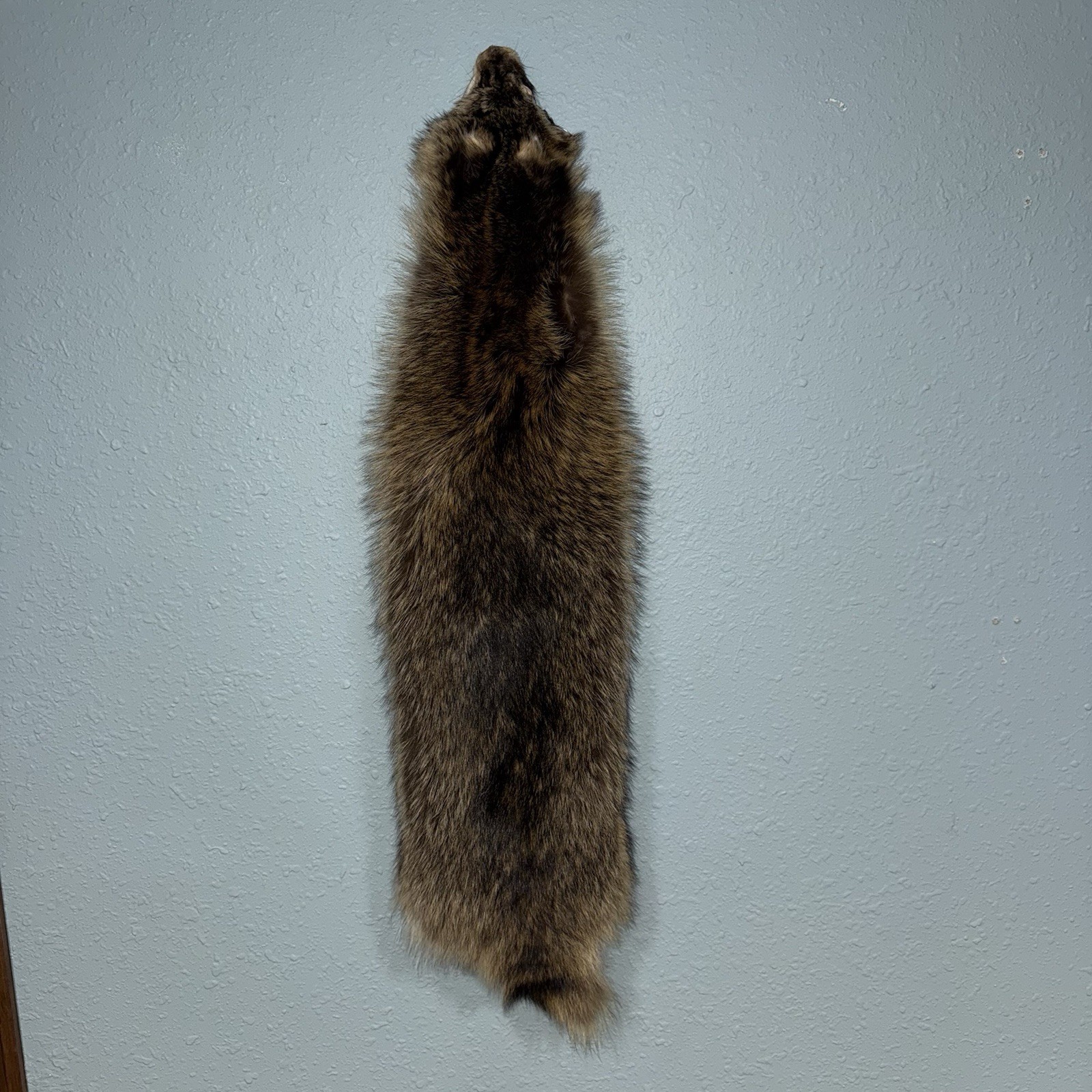 Professionally Tanned 2XL Raccoon/Coon Hide/Furs/Pelts/Taxidermy/Crafts - 12