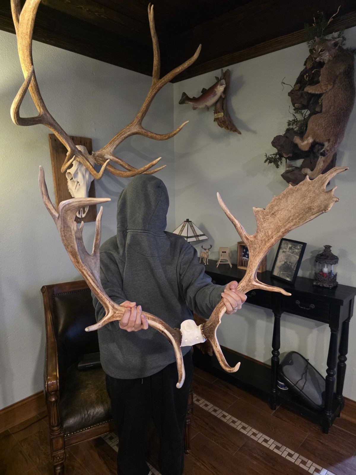 fallow deer sheds 2 sets 