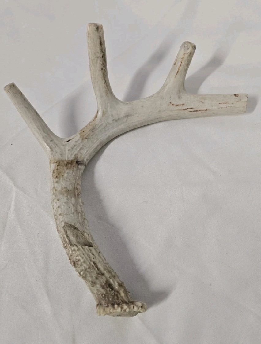 Wild Whitetail Deer Sheds Antler Rack Horn Decor Chew