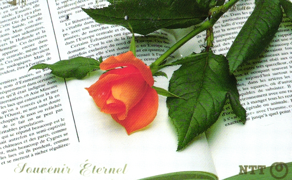 12 Phonecard Used Japan Rose