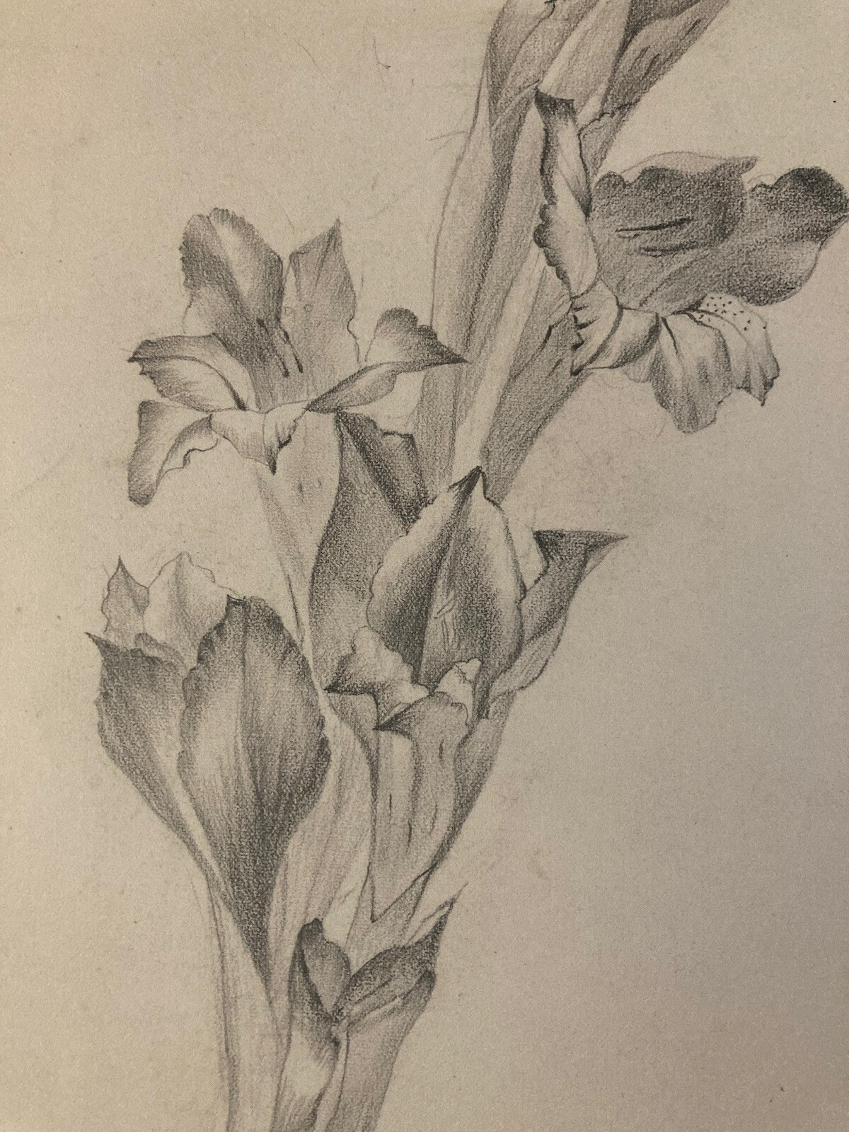 Beautiful Drawing 1900 Flower Pencil Branch Plant Art Nouveau Herbarium Antique