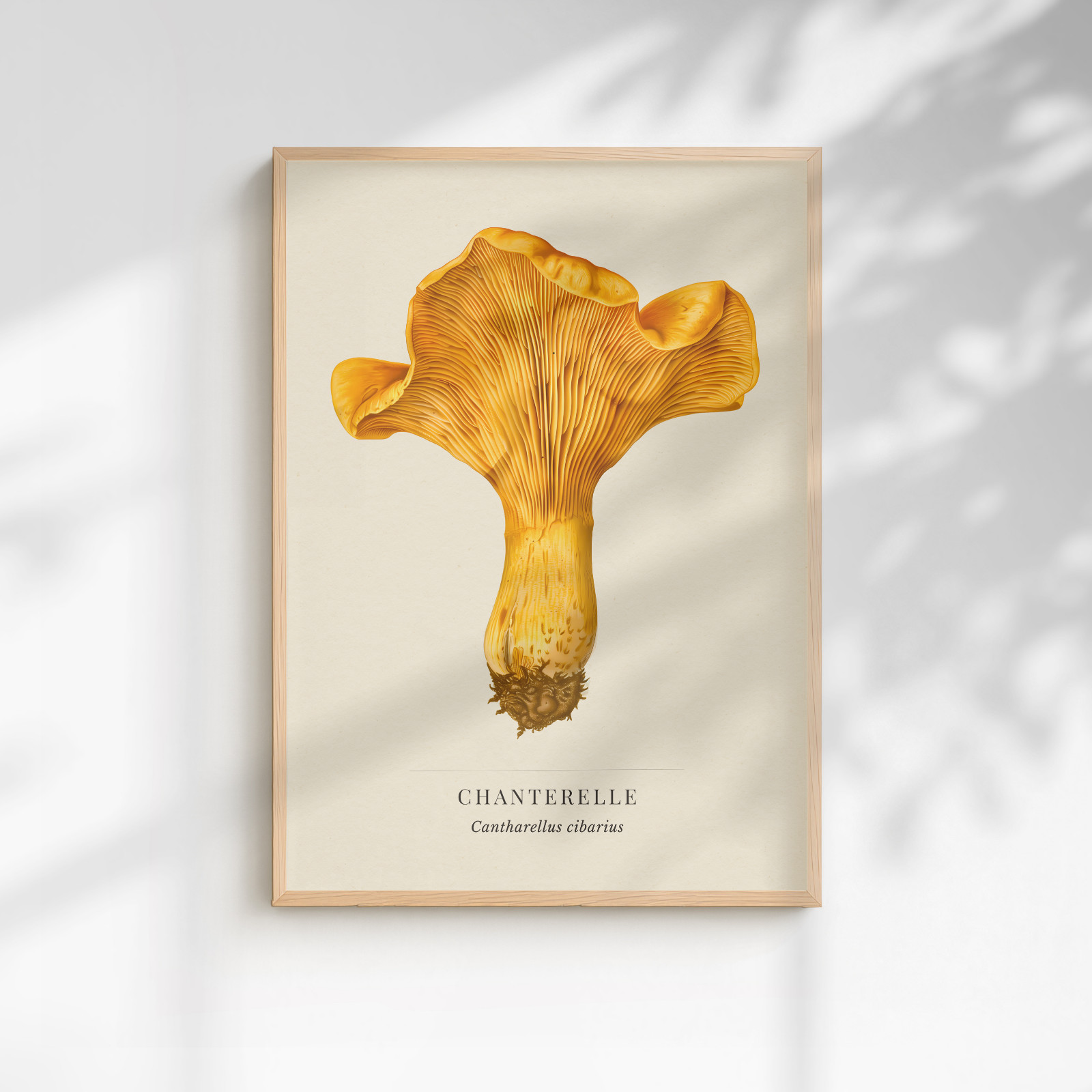 Chanterelle Mushroom Natural History Print | Vintage Botanical Fungi Art