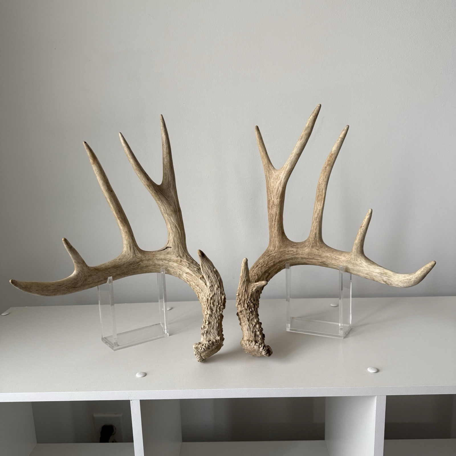 Matched Set Whitetail Deer Antlers Sheds 7x6 WILD Horns Cabin Decor - C