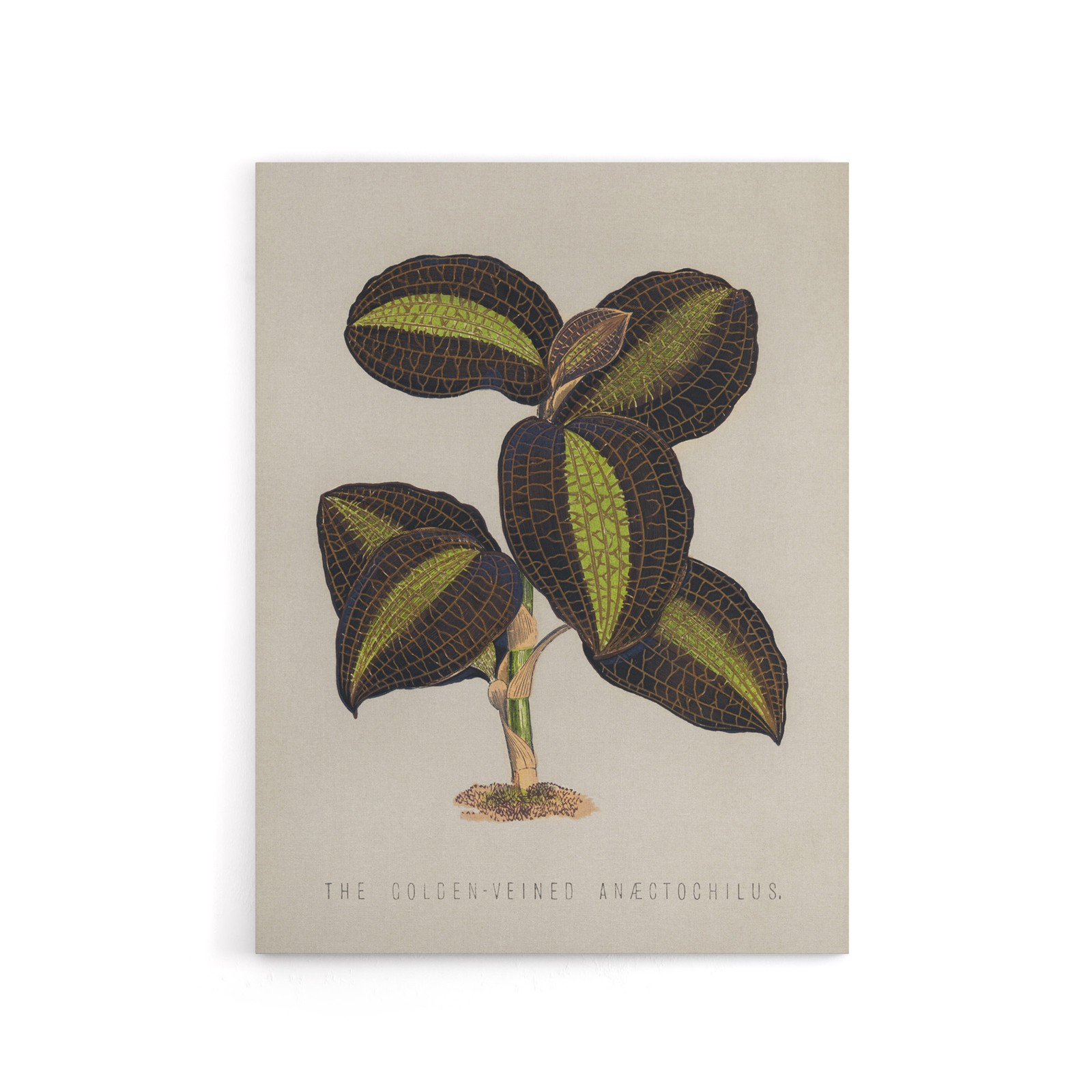 Golden Veined Jewel Orchid Vintage Botanical Canvas Wall Art
