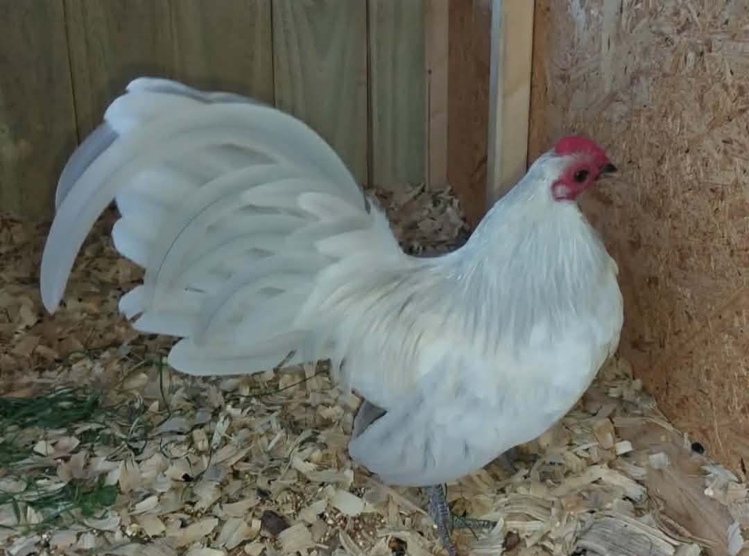 (6) Lavender Quail Old English Bantam Hatchings Eggs - RARE OEGB!! Half dozen