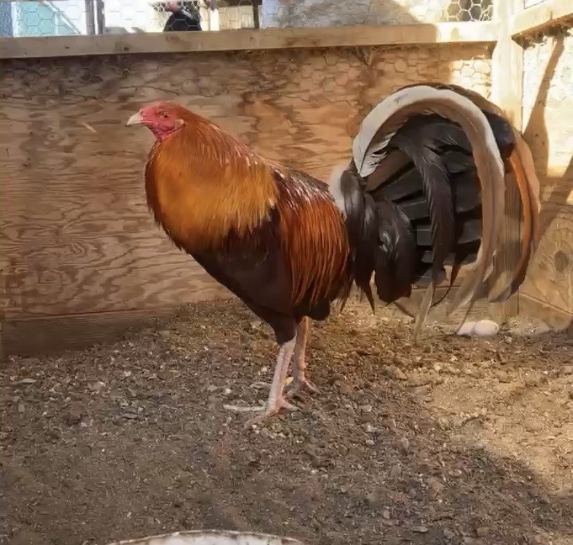 Pumpkin Hulsey 6 Hatching Eggs(Read Description)