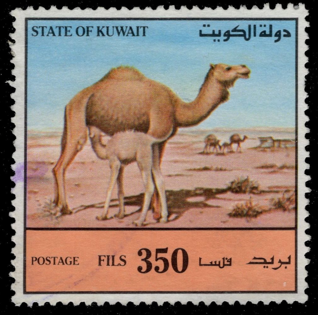 KUWAIT 1172 - Dromedary "Camelus dromedarius" (pc53069)
