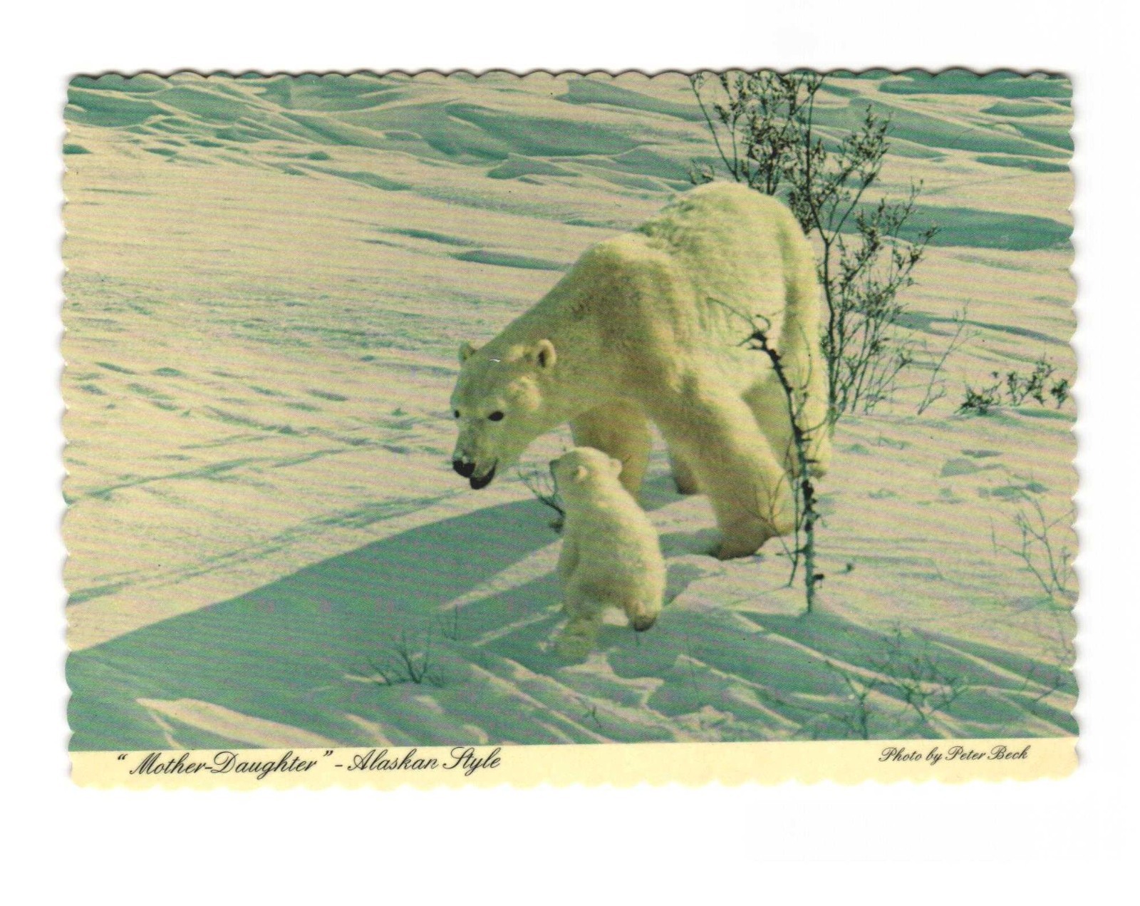 Alaskan Polar Bear and Cub, Vintage Postcard Unposted