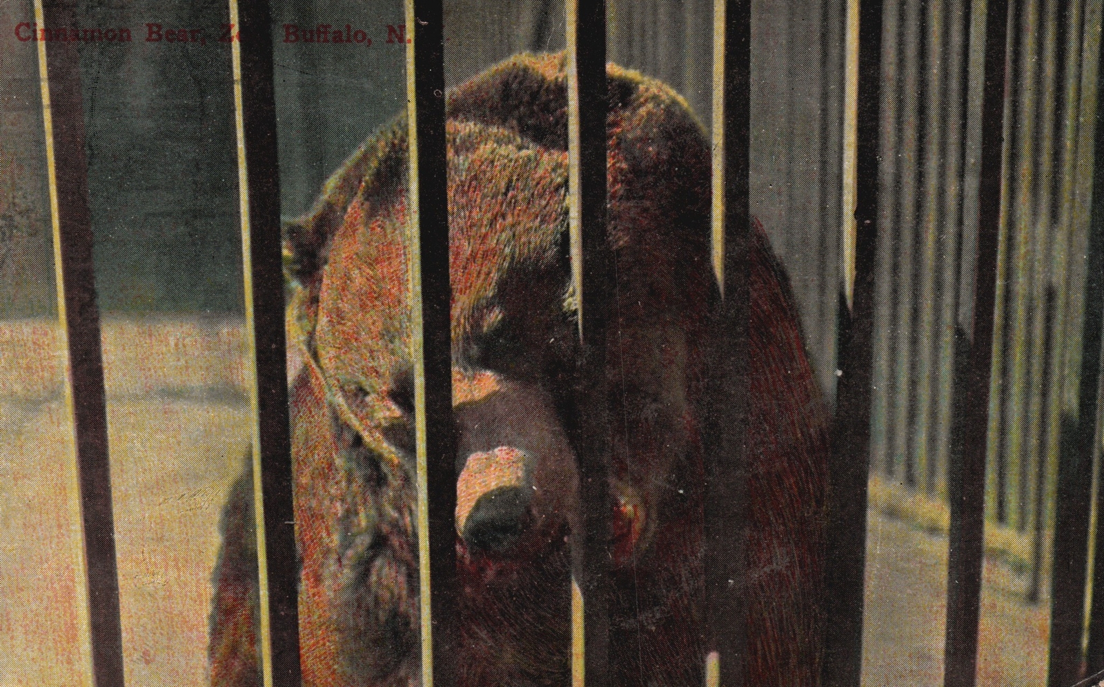 Bear in the Cage Wild Animal Zoo Big Bear Habitat Antique Postcard 1914