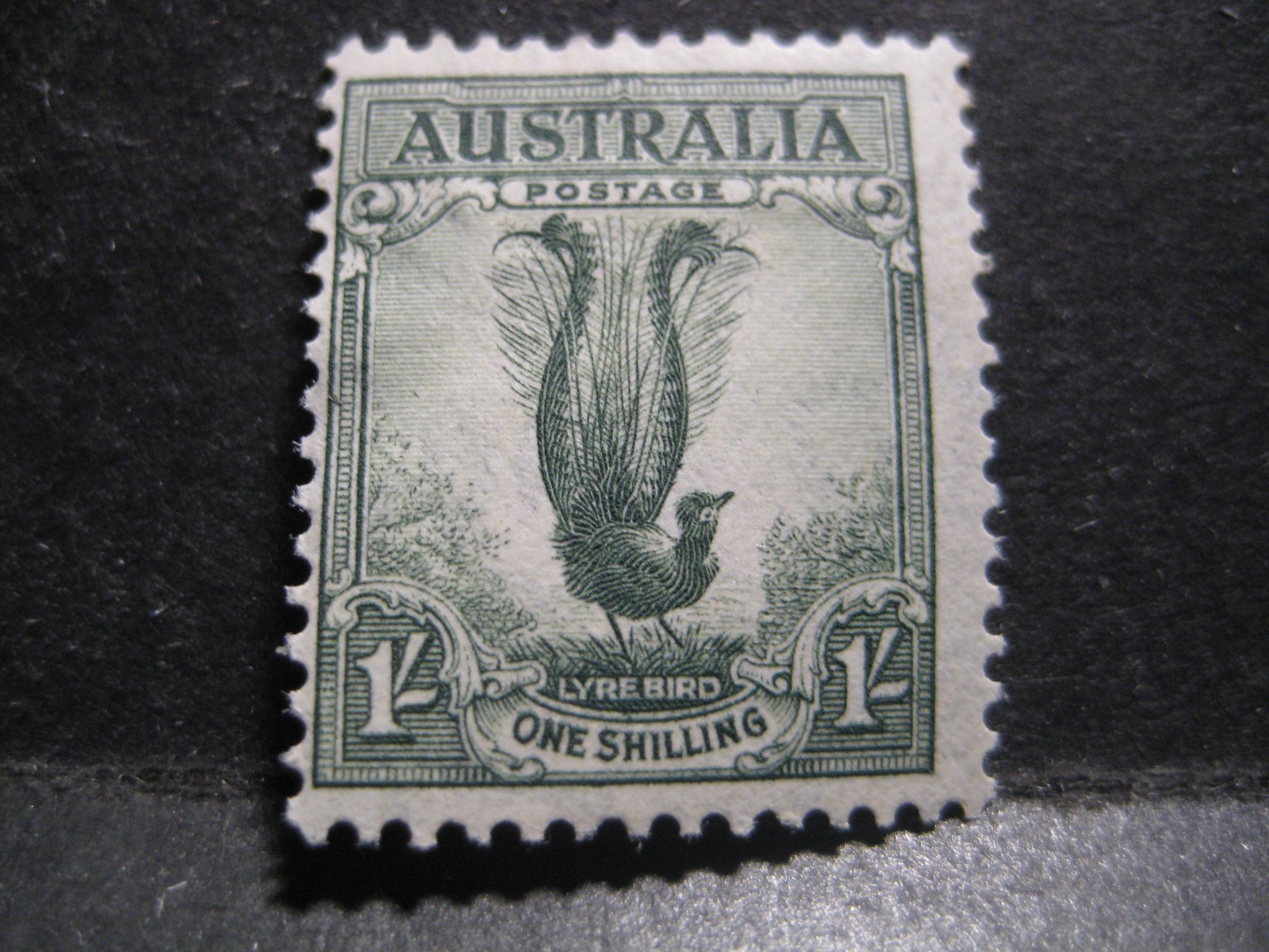Australia #175a Mint Hinged- WDWPhilatelic (N9X)  (3/26)