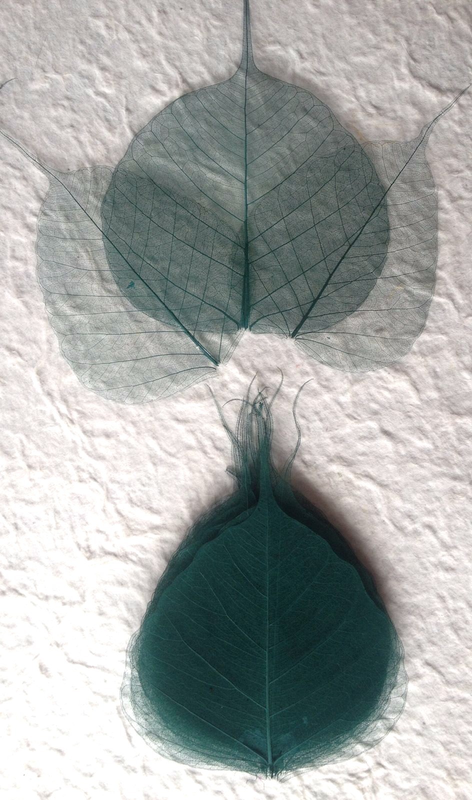 25 leaves Dark Green forest Po Bo Banyan Pho skeleton leaf see through Medium