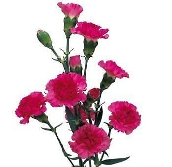 Hot Pink Mini Carnation 15 Bunch