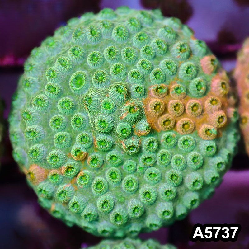 Item#A5737FM5737(S) WYSIWYG Rainbow Cyphastrea Frag