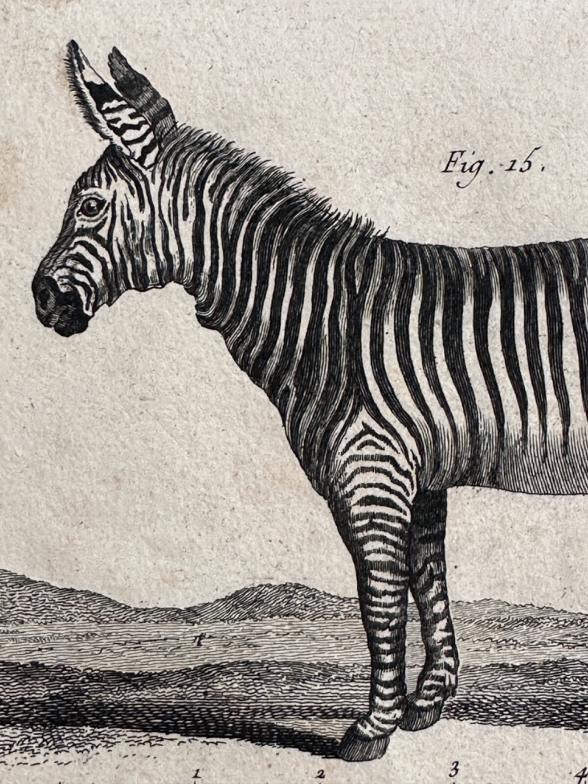 Antique Copper Engraving 18th Century Natural History Buffon Daubenton The Zebra