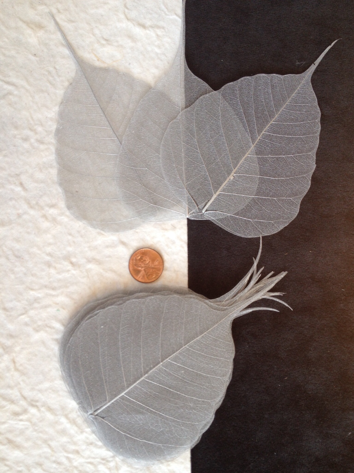 25 Metallic Silver Po Bo Banyan Pho leaves skeleton leaf see through gray Medium