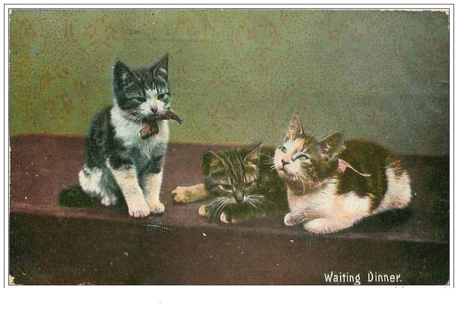 Cats No. 1284 Waiting Dinner Kittens Waiting For Dinner