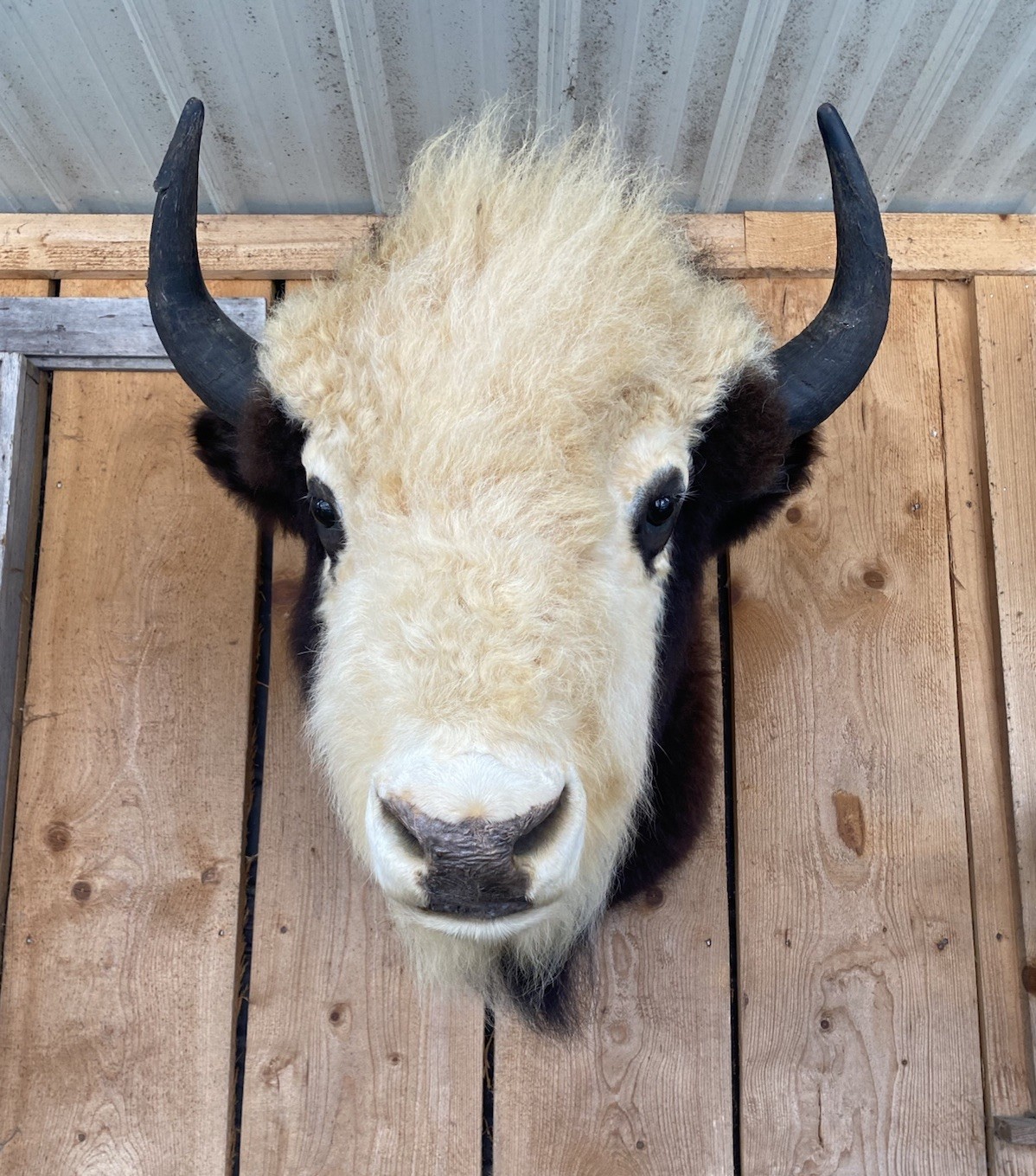 FHDAR40- Rare Sacred White-faced Buffalo Bison Taxidermy Shoulder mount