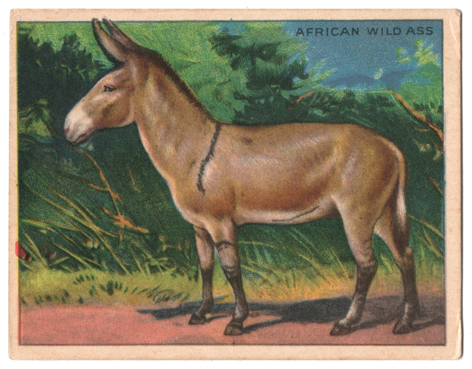 1925 African Wild Ass Trading Card FC1 Harry Horne Jelly Like T29 Hassan Tobacco