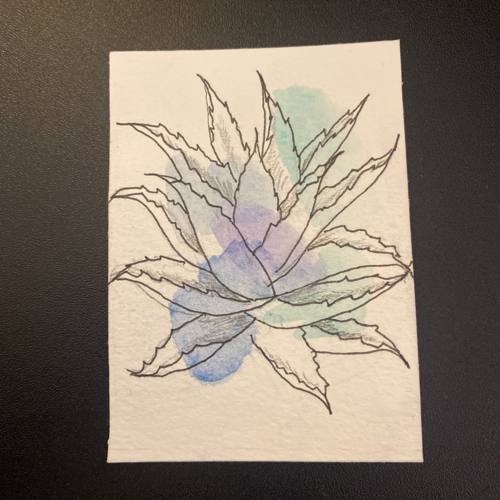 aceo original painting Watercolor Aloe by Megan Letchworth