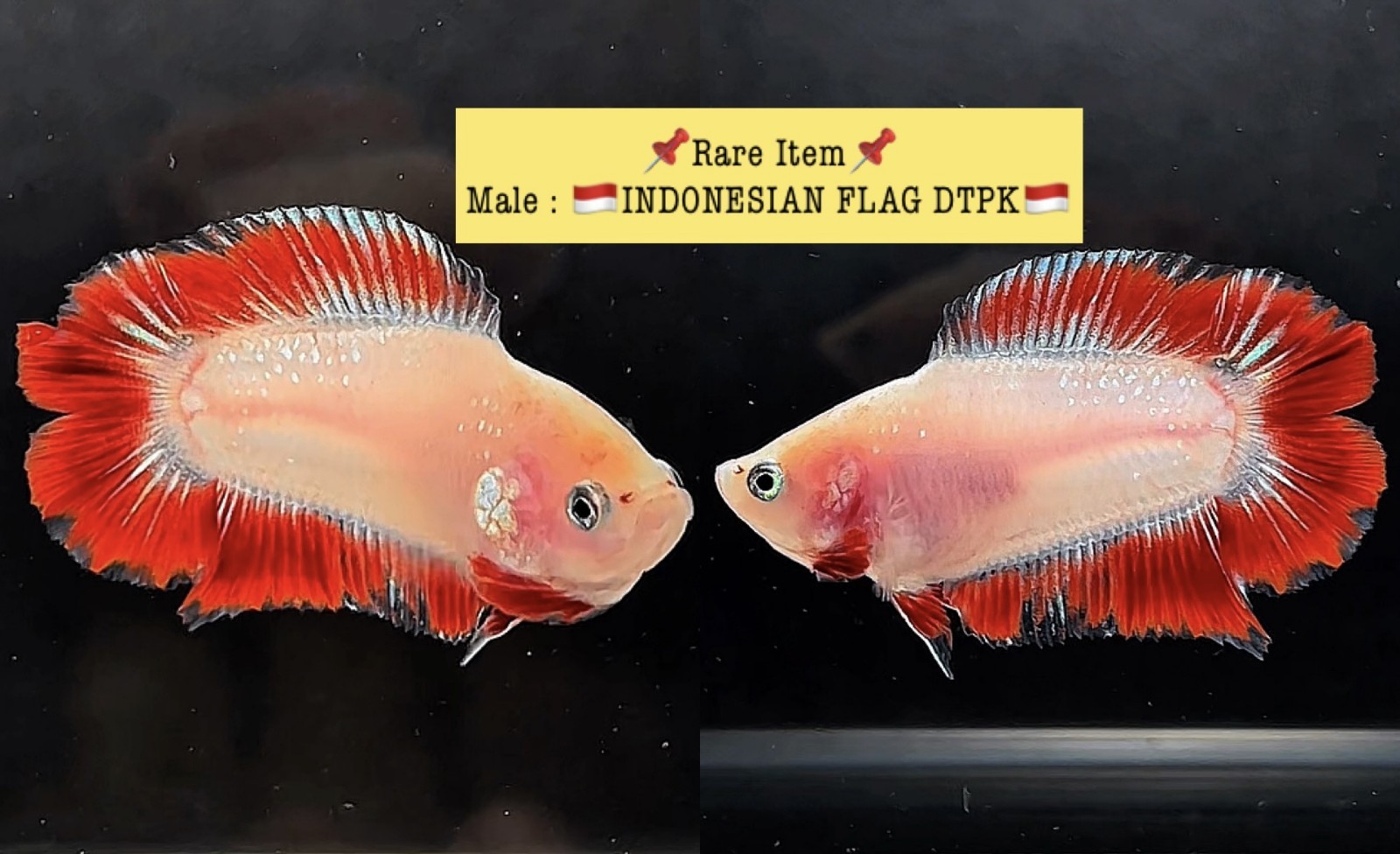 Live Betta Fish Doubletail PLAKAT Male Grade Premium (AR) USA Seller