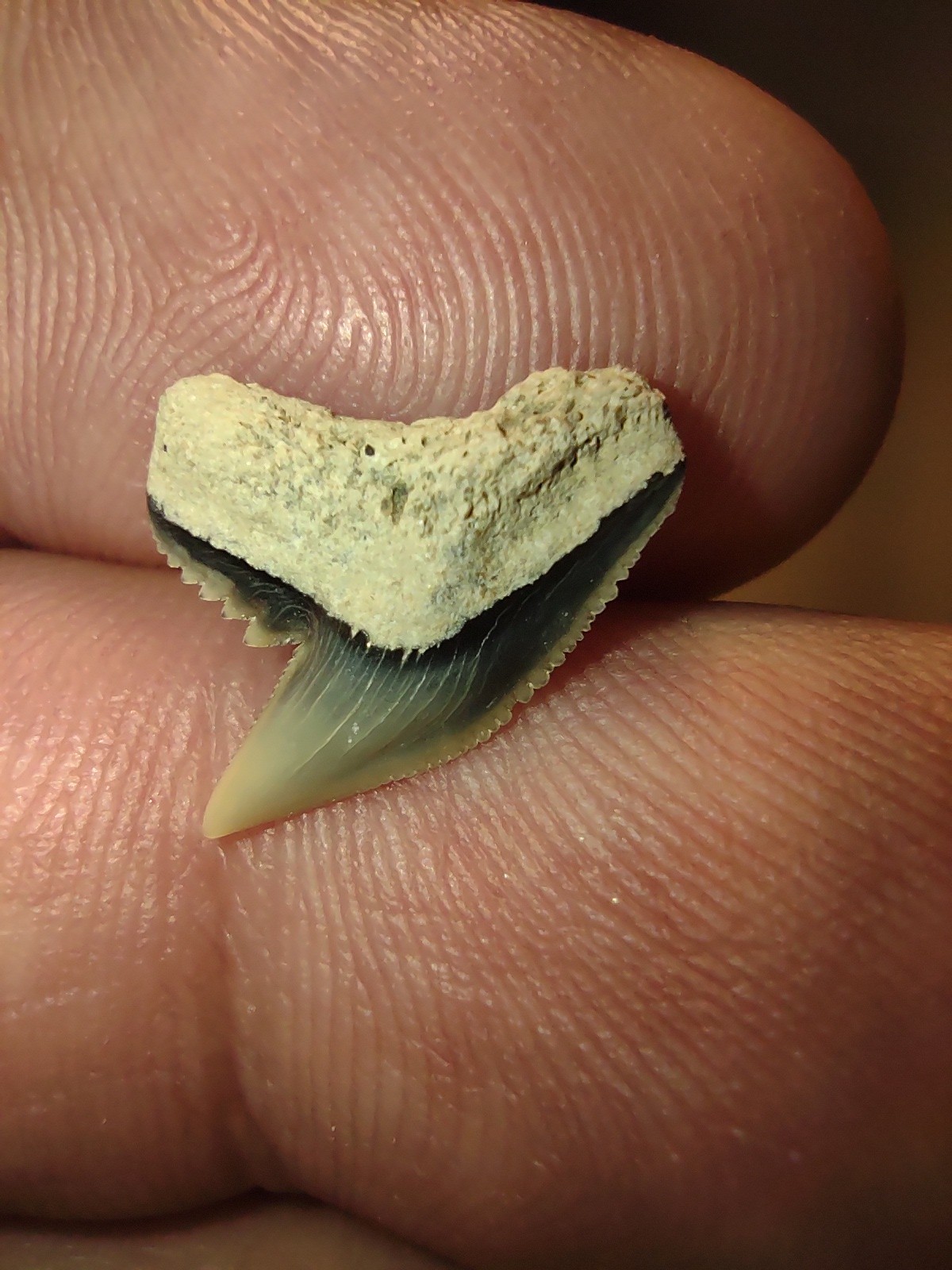 A Real Extinct Tiger Shark Tooth Fossil Sharks Teeth Great Miocene Fossils AU NC