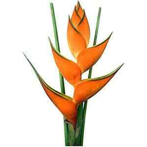 Heliconia Tropical Flowers 10 stems