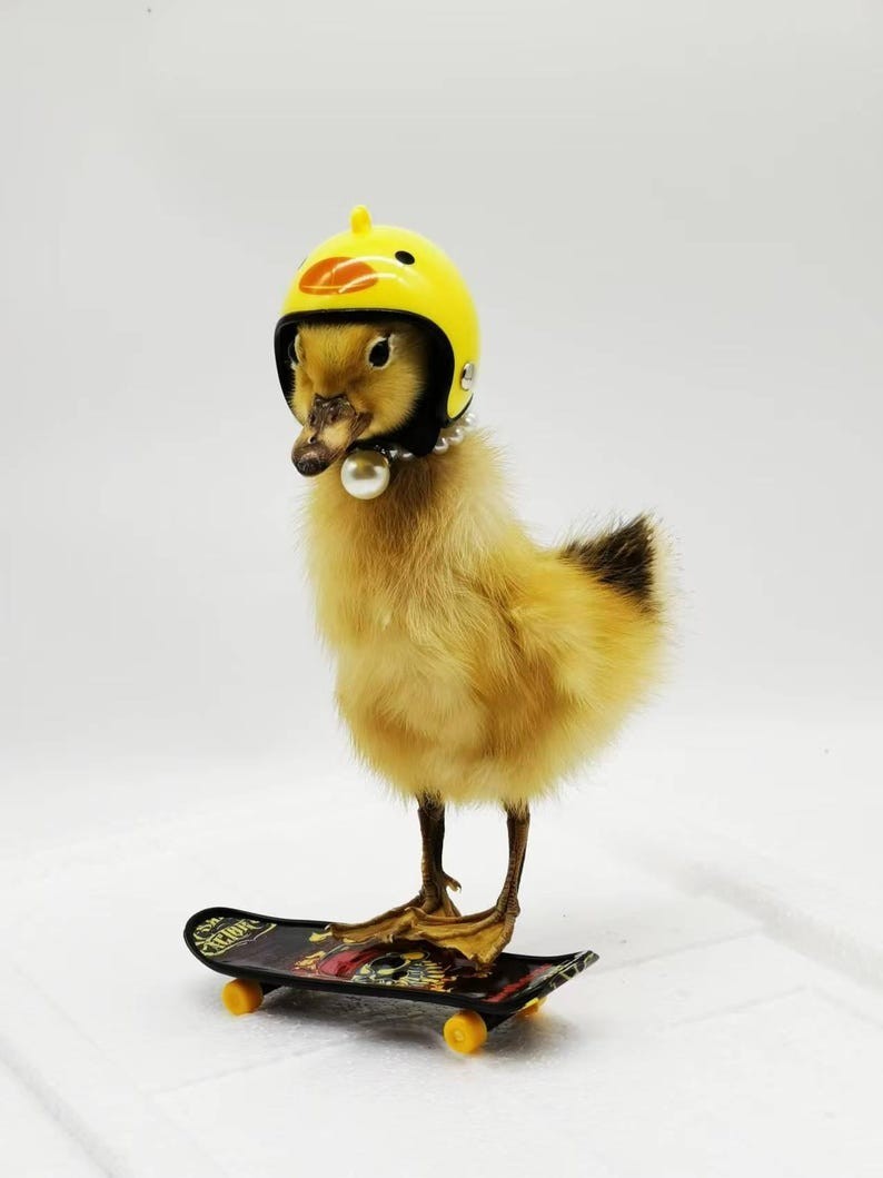Funny Taxidermy Duckling  Unique Gift for Sister, Mom, or Friend | Quirky Home 