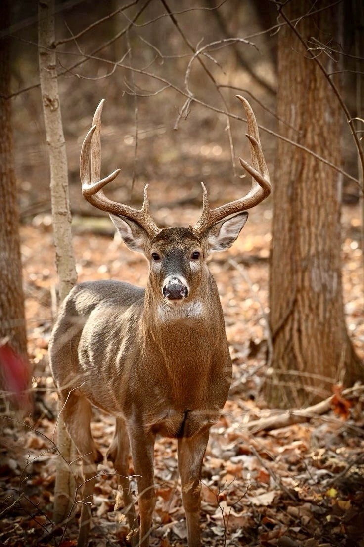 * WHITETAIL DEER * Fall Wildlife Photo Poster, Multiple sized Poster / Prints