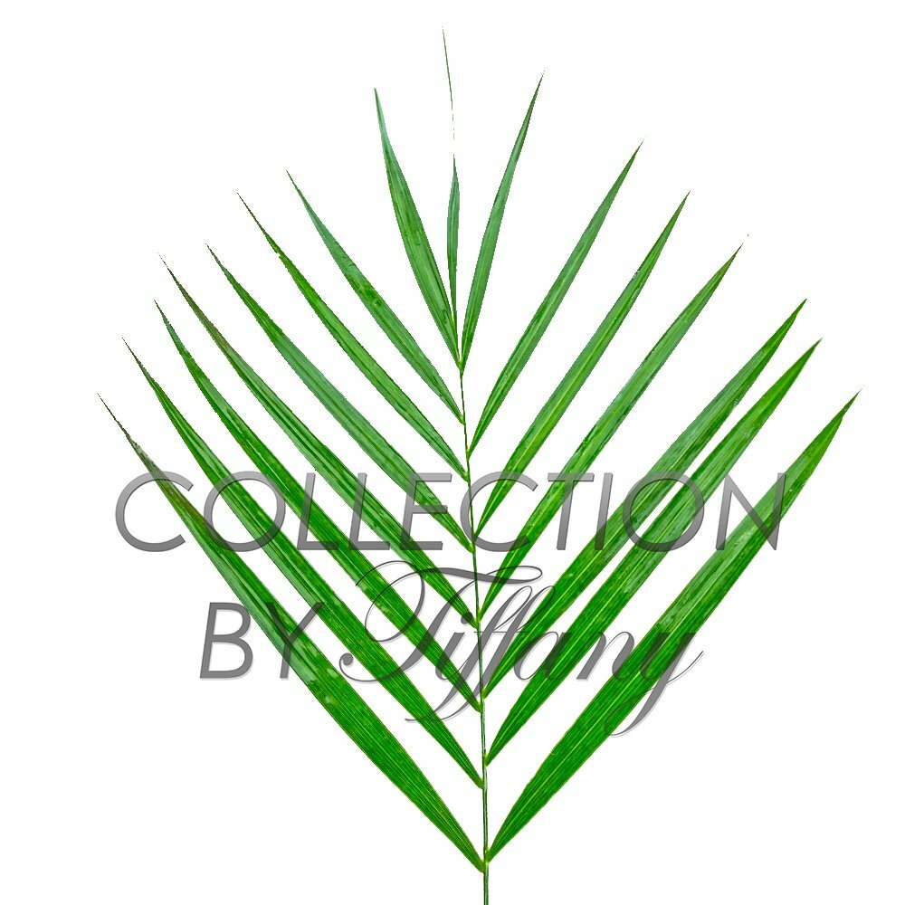 Fresh Palm Emerald Teepee Commodore Funeral Grand Opening Greens