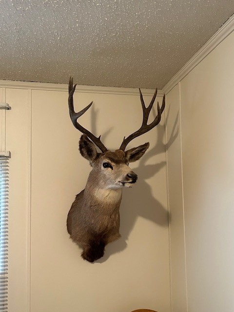 4 x 4 Mule Deer Antlers Head Shoulder Wall Mount Taxidermy