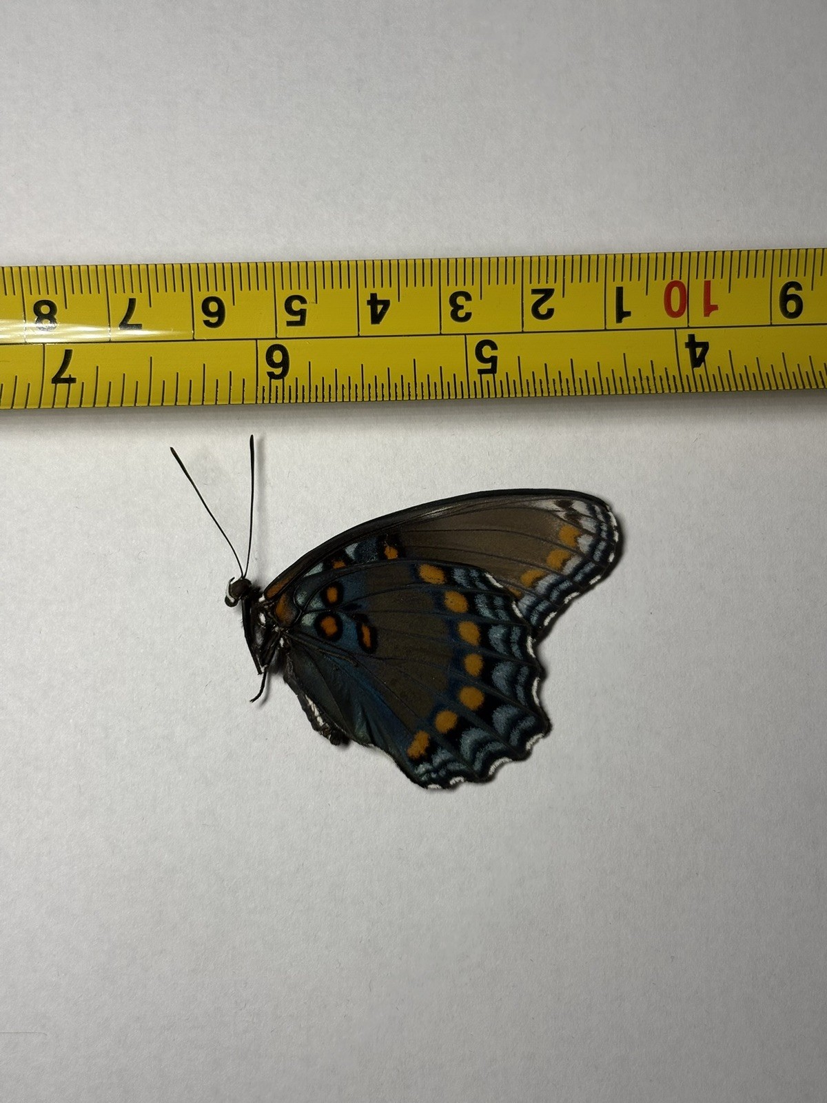 Spotted admiral butterfly, dead stock, folded wings, unmounted