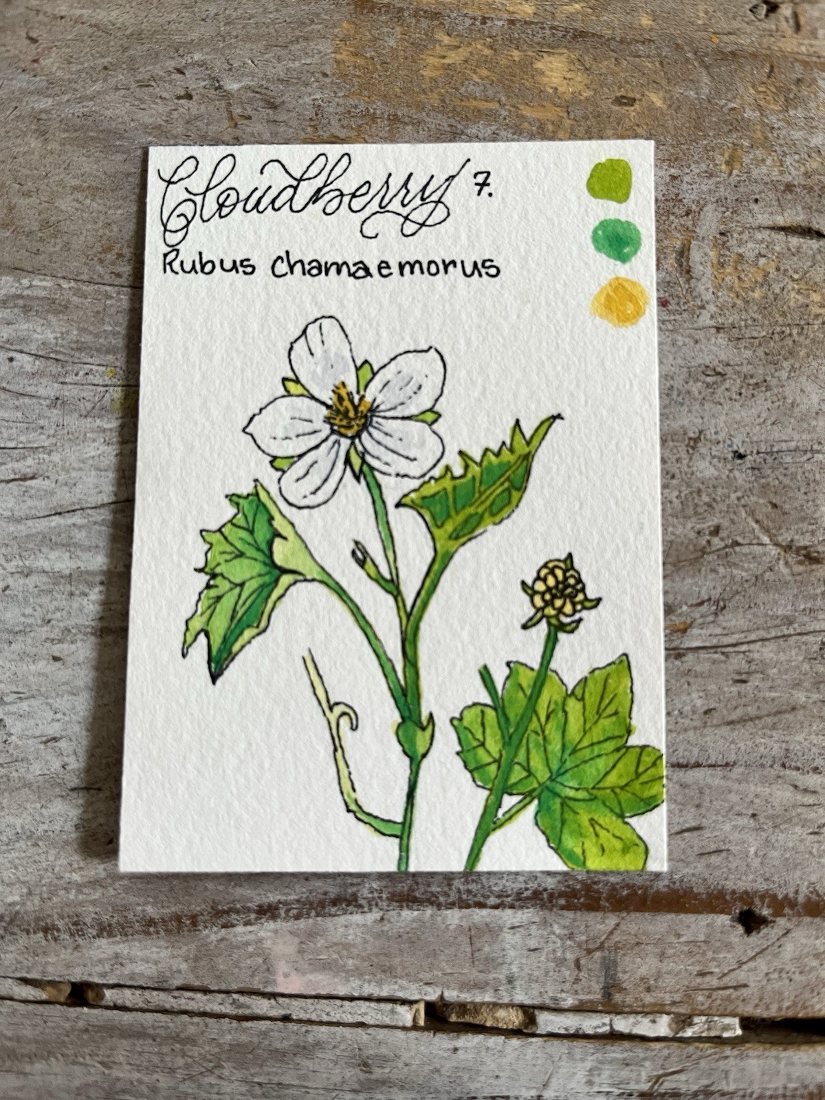 Aceo Card Cloudberry Flower Study 2.5x3.5 Watercolor And Ink