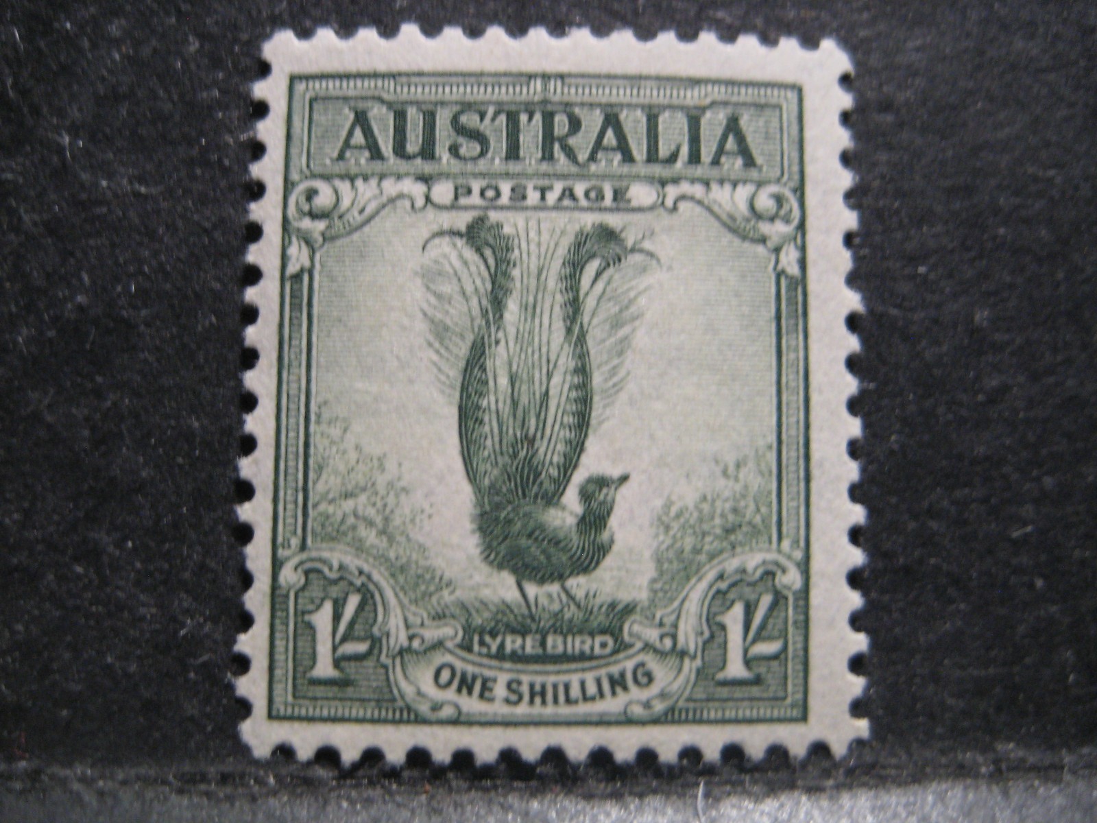 Australia #175a Mint Never Hinged- WDWPhilatelic (N9X)  (3/26)2