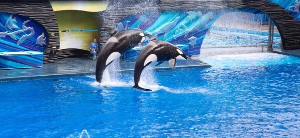 SeaWorld Orlando *LIMITED TIME OFFER* Two-Park Ticket to SeaWorld Florida Parks