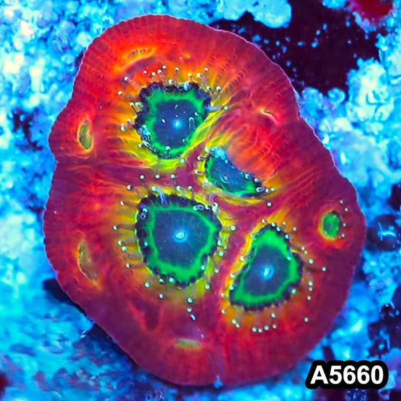 Item#A5660FM5660(S) WYSIWYG Spicy Lemon Favites Frag