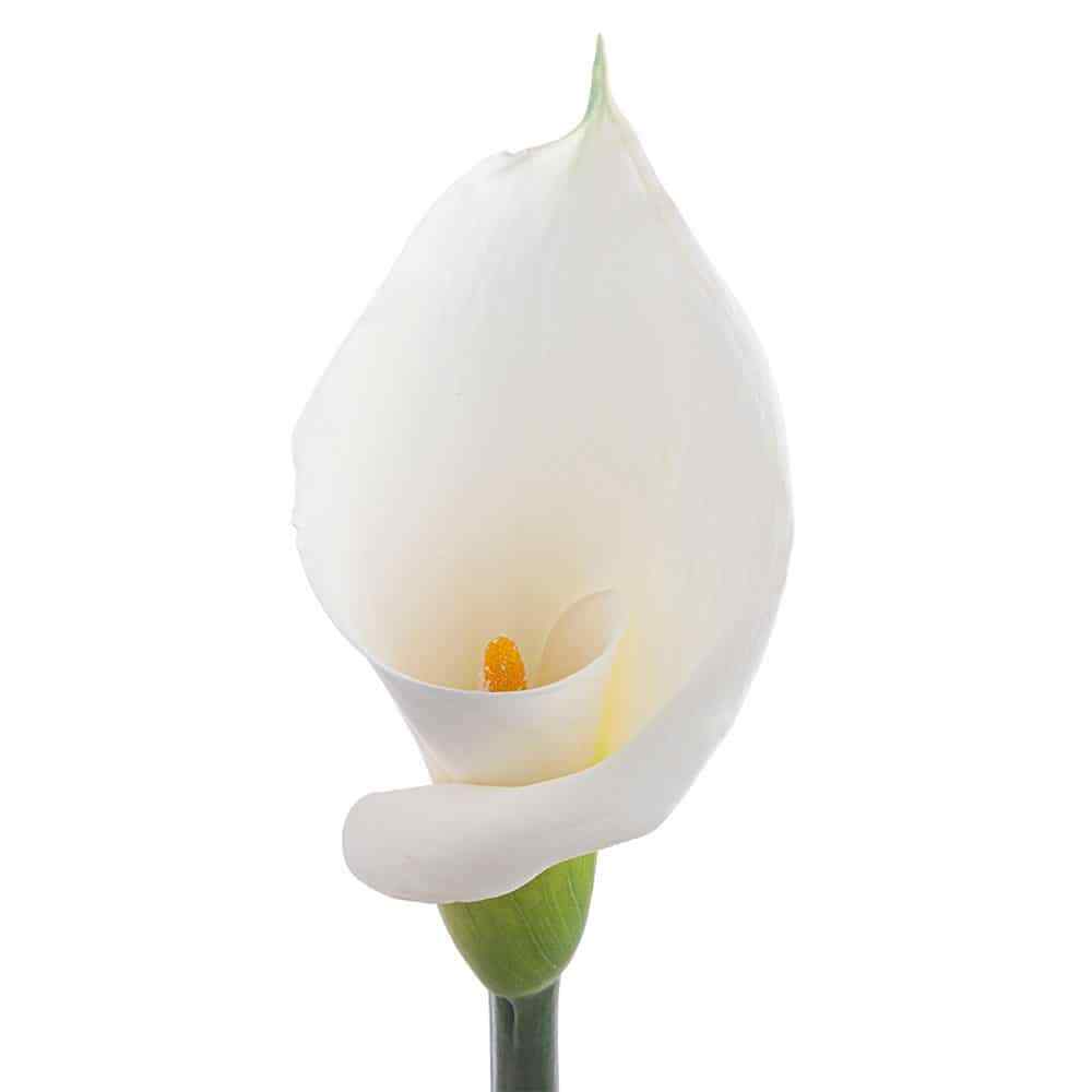 White Calla Lily Long Stemmed, 36 stems