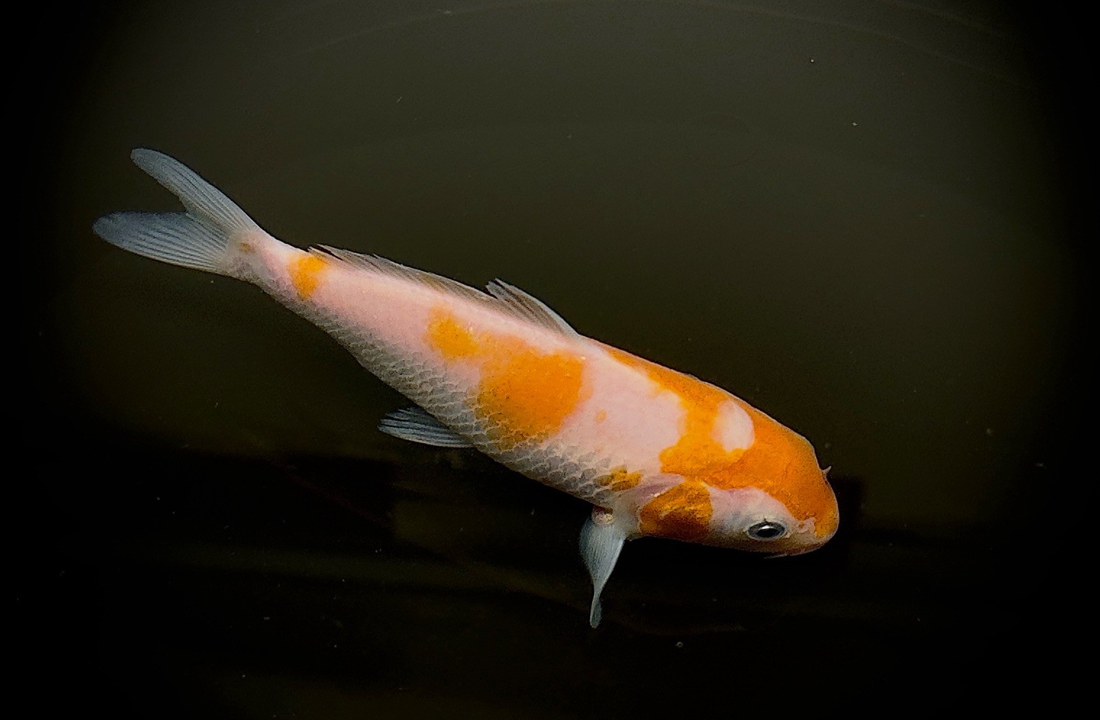 4-6” Excellent Kohaku Live Koi Fish