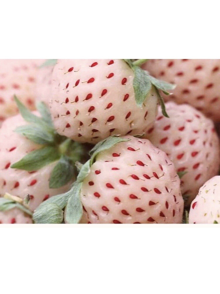 Pineapple Strawberry Plaint Exquisite Tasting Harmful June