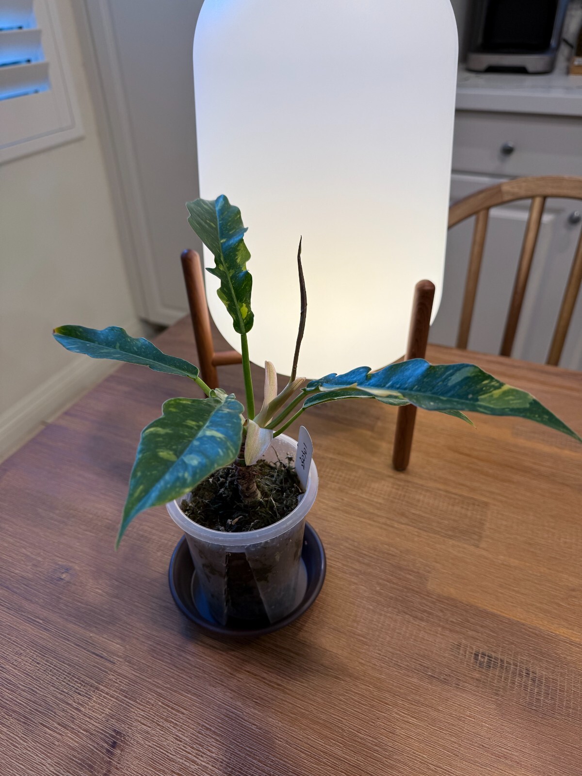 Philodendorn Ring of Fire Variegated 4"  #2304 Exact Plant US Seller