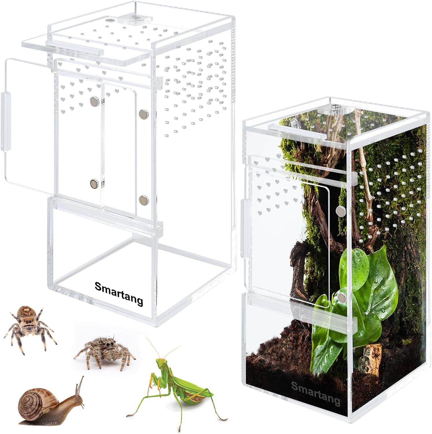 Jumping Spider Enclosure,Arboreal Tarantula Enclosure,Spider Habitat,Praying Man